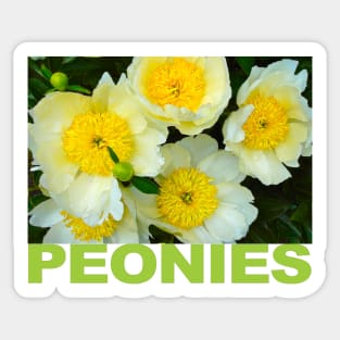 Peonies Sticker